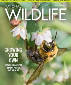 Magazine Cover