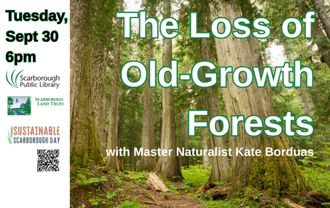 The Loss of Old-Growth Forests
