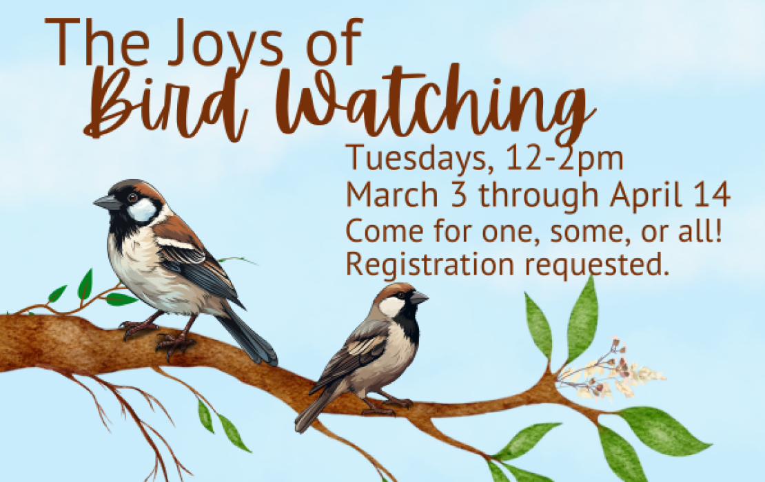 The Joys of Bird Watching