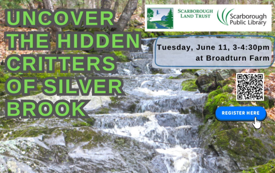 Uncover the Hidden Critters of Silver Brook