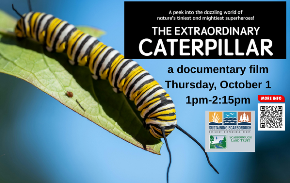 The Extraordinary Caterpillar, a documentary film