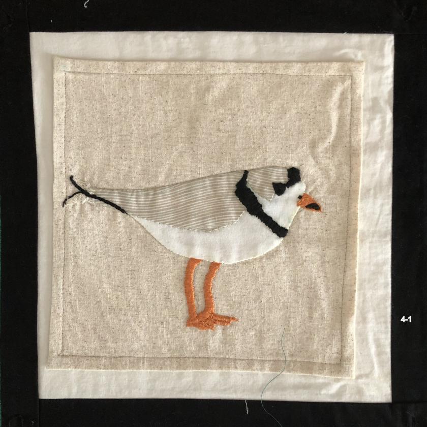 Piping Plover by Gail Duffey (4-1)